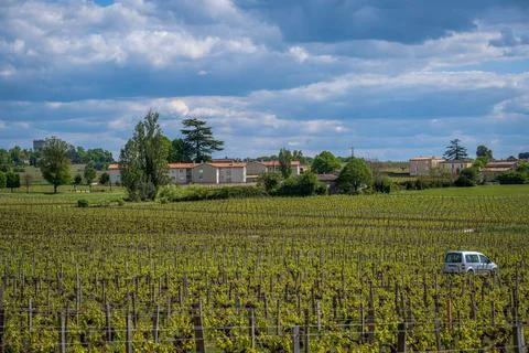 Overlooking a Vineyard in St Emilion Stock Photos