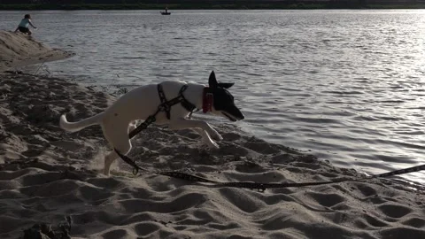 Overly happy dog Video stock 148236639
