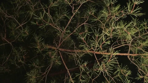 An overnight of a hammock view looking up on the pine trees or spruce branch in Stock Footage 231741755