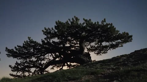 An overnight time lapse landscape of starry sky and giant pine tree silhouett Stock Footage 165592528