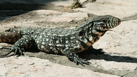 Overo lizard close up - Resting south american reptile Stock Footage 107168664