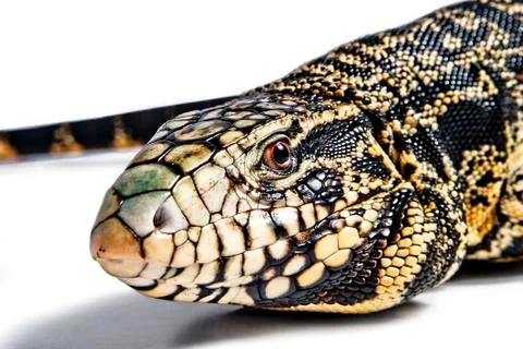 Overo lizard Stock Photos