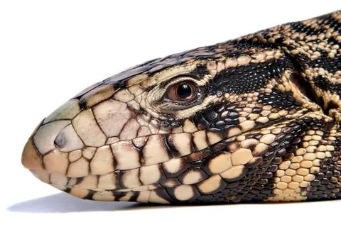 Overo lizard Stock Photos