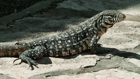 Overo lizard resting - close up.  South american reptile Stock Footage 107167943