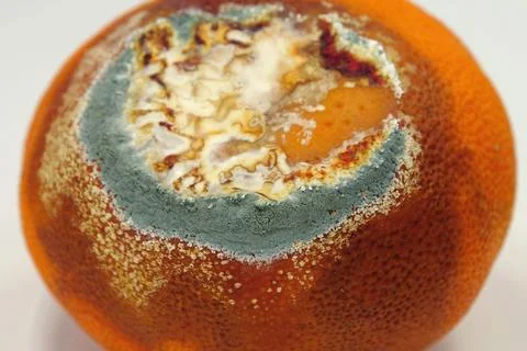 Overripe and rotten mandarin. Rotten tangerine covered with mold Foto stock