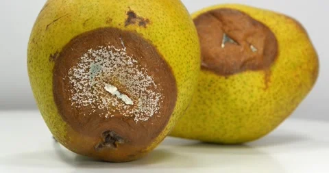 Overripe and rotten pears. Two pears covered with mold. Rotten pears rotates Stock Footage 321971209