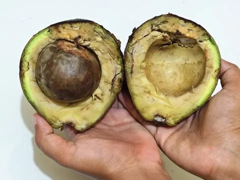 Overripe avocado cut open held by hands against white background Stock Photos