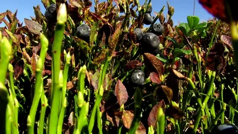 Overripe blueberries in the bush Stock Footage 69084151