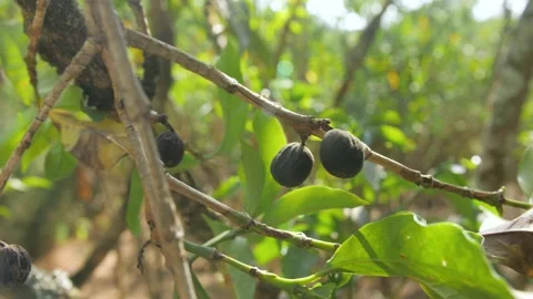 Overripe coffee fruits in a coffee tree due to global warming, in Ethiopia Stock Footage 200211575