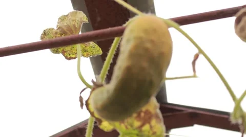 Overripe cucumber Stock Footage 45410883