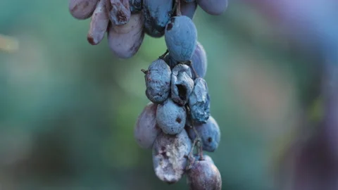 Overripe dark grape on the branch Stock Footage 229645636