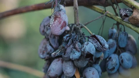 Overripe dark grape on the branch Stock Footage 229645667
