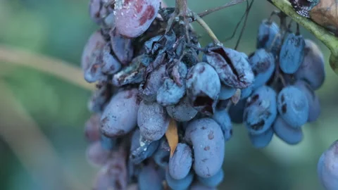 Overripe dark grape on the branch Stock Footage 229646192