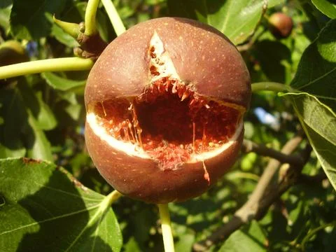 Overripe Fig on a tree Stock Photos
