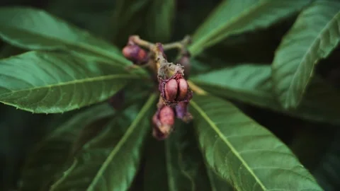 Overripe fruit Video stock 284264431