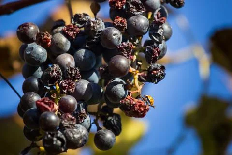 Overripe grape close-up. Stock Photos