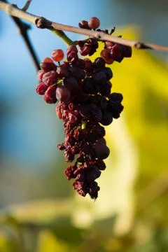 Overripe grape Stock Photos