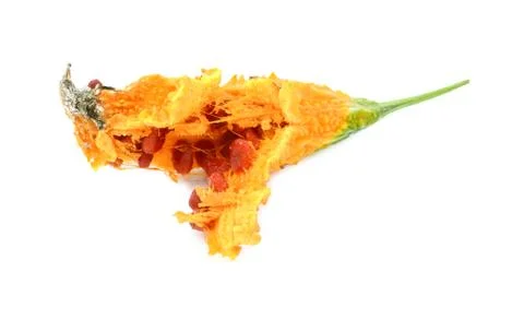 Overripe orange bitter melon, split open, with red seeds Stock Photos