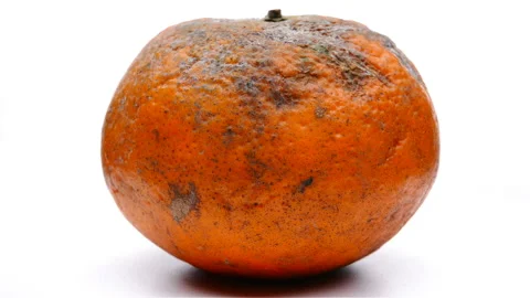 Overripe orange rotating and pause Stock Footage 106871489