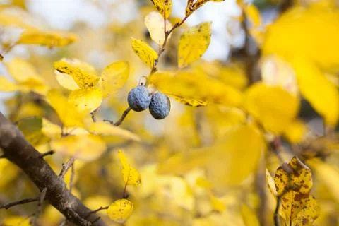 Overripe plums in tree Stock Photos