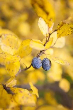 Overripe plums in tree Stock Photos