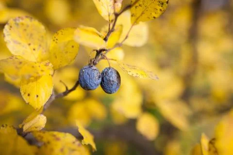 Overripe plums in tree Stock Photos