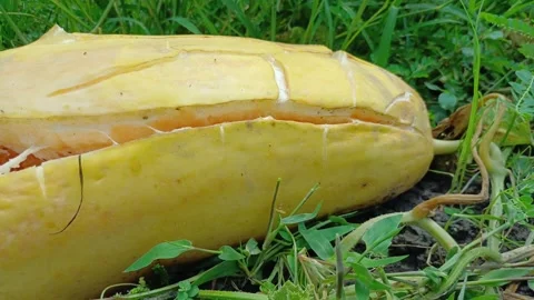 Overripe Yellow Oriental Melon Splitting On Vine In Agricultural Field Close Up Stock Footage 342316107