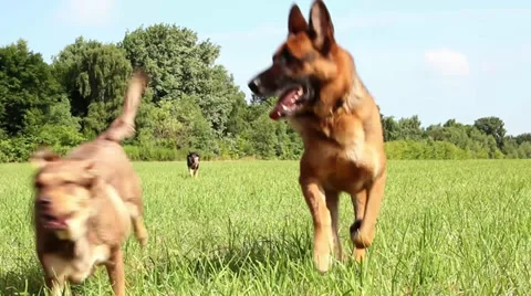 Overrunning dogs field Stock Footage 29367407