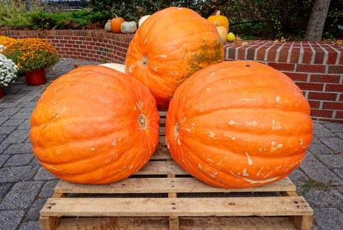 Oversized large pumpkins closeup Stock Photos