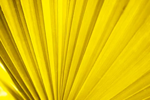 An oversized tropical leaf pattern was shot in macro style Stock Photos
