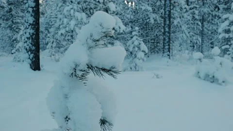 Oversnowed Small Tree Medium Shot Stock Footage 169791958