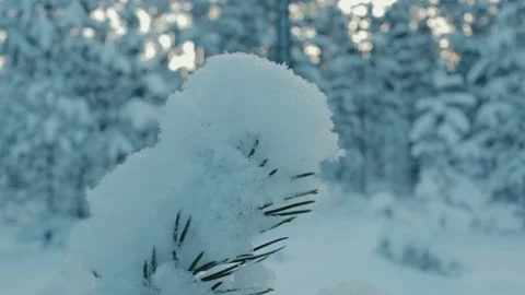 Oversnowed Small Tree (Spruce) Closeup Shot Stock Footage 169792125