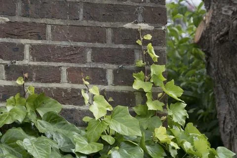 Overtaking ivy Foto stock