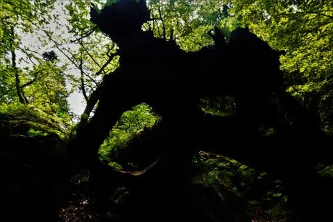 Overthrown tree in the back light spotted in the Vosges Stock Photos