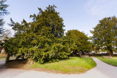 Overton Yew Trees Stock Photos
