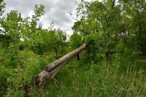 An overturned and broken tree by the wind. Stock Photos