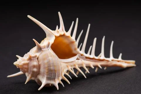 Overturned spiny seashell on dark background Foto stock