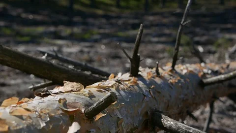 Overturned spruce trunk, bark is fluttering in the wind. Stock Footage 90841792