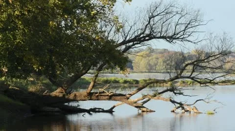 Overturned tree in an alluvial landscape, Oderwiesen Nature Reserve, Frankfurt Stock Footage 12917228