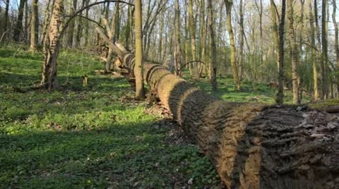 Overturned tree in the Densenberge Forest, Unteres Odertal National Park, Stock Footage 12678458