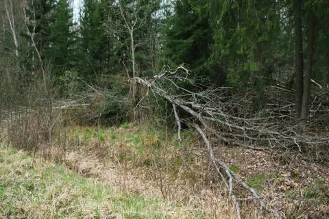 Overturned tree with many branches in nature-barred area Stock Photos