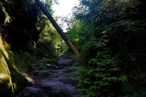 Overturned tree in the Wild Hell trail in Saxon Switzerland Stock Photos