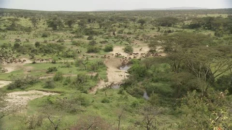 Overview of African plain, wildebeests, zebra's walking Stock Footage 12658765