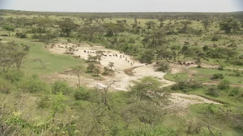 Overview of African plain, wildebeests, zebra's walking Stock Footage 12658775