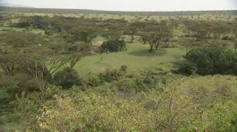 Overview of African plain, wildebeests, zebra's walking Video stock 12658779