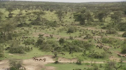 Overview of African plain, wildebeests, zebra's walking Stock Footage 12658786