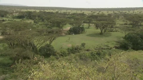 Overview of African plain, wildebeests, zebra's walking Video stock 12658795