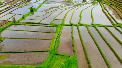 Overview angle of rice fields in Bali 4K Stock Footage 168048118