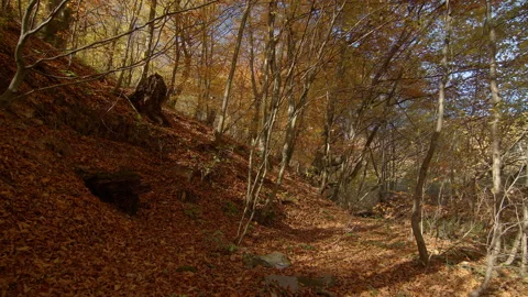 Overview of autumn forest with water stream. Sunny autumn morning. Peaceful Stock Footage 166157033