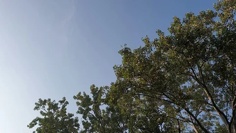Overview of the branches of trees with the blue sky in the background. Stock Footage 124806500